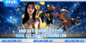 Chọi gà C1 Thomo